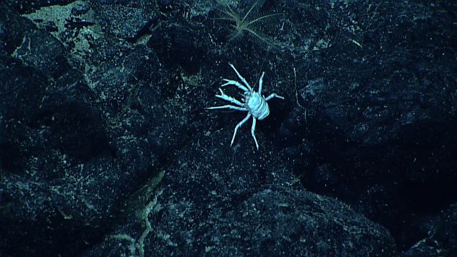 A white squat lobster with orange eyes