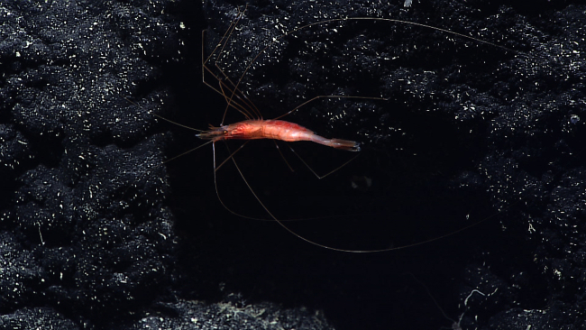 Red shrimp on a black rock surface