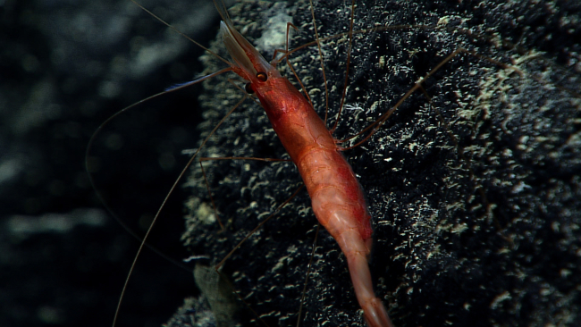 Red shrimp on a black rock surface