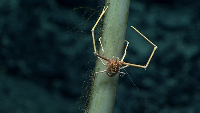 An orange white squat lobster on a dead sponge stalk with attached smallhydroids