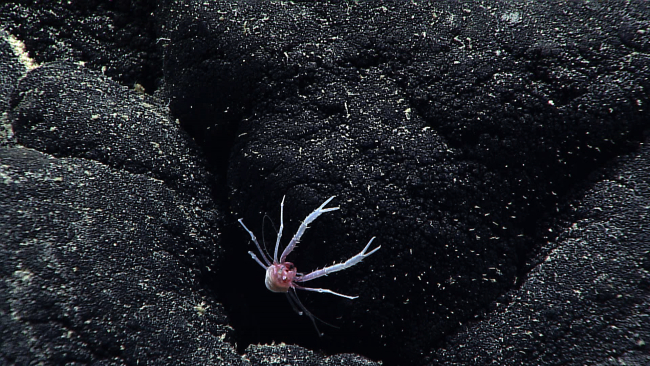 White squat lobster with red head on black rock surface