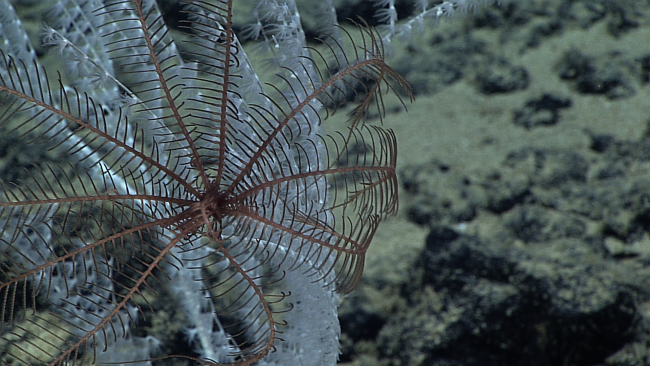 Brown feather star crinoid on a white octoral bush