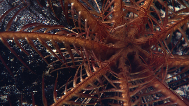 Looking down on the mouth and anal area of an orange brown feather starcrinoid