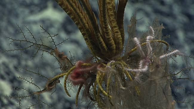 A pink and a white brittle star entwined in the legs of a feather star crinoidadhering to the top of a dead sponge