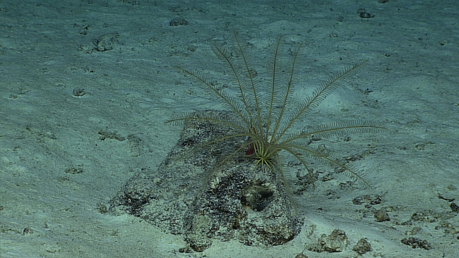 A yellow feather star crinoid on  a boulder surrounded by white sand