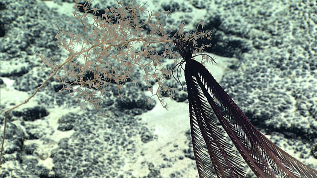A purple feather star crinoid adhering to the top of a chrysogorgid coral bush