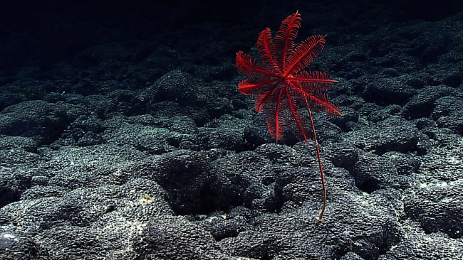 A red stalked sea lily crinoid (Proisocrinus ruberrimus)