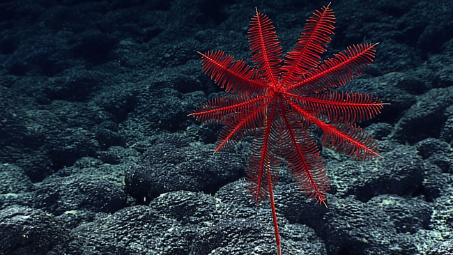 A red stalked sea lily crinoid (Proisocrinus ruberrimus)