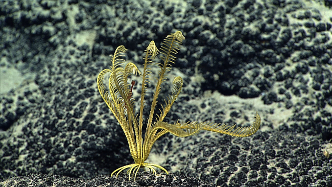 A relatively large red shrimp using a yellow feather star crinoid as habitat