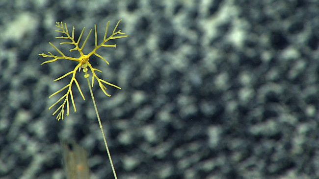 Closeup of the really skimpy looking yellow sea lily stalked crinoid seen inimage expn5090