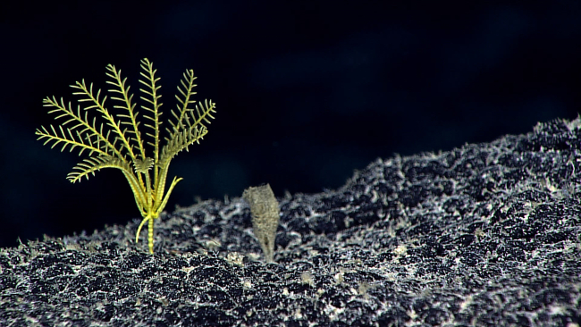A yellow stalked sea lily crinoid? or a yellow feather star crinoid with onlyone leg on the bottom