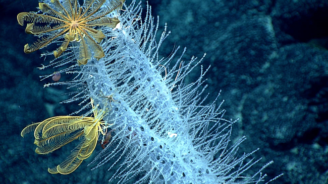 Two relatively large yellow feather star crinoids and a much smaller black andwhite feather star crinoid on a glass sponge