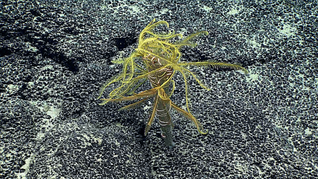 Multiple yellow feather star crinoids and pinkish white brittle stars using adead sponge stalk as habitat