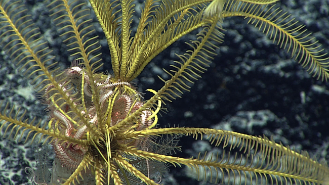 A Gordian knot of feather star crinoids and brittle stars at the top of a sponge