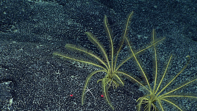 Two yellow feather star crinoids and a small white brittle star