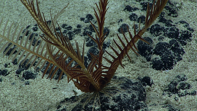 A brownish white feather star crinoid with only five arms