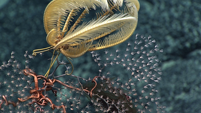 A large whitish yellow feather crinoid seemingly defying gravity as it perchesatop a metallogorgia coral bush with an associated large brittle star