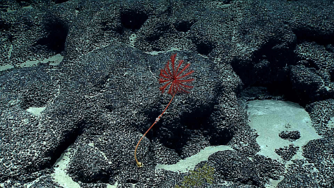 The fifteen armed red sea lily stalked crinoid seen in image expn5106