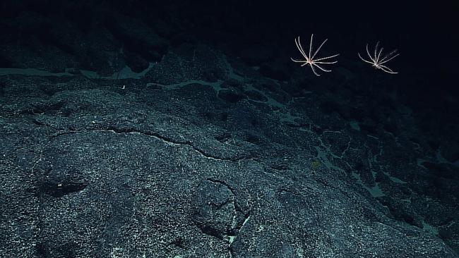 A rare view of two feather star crinoids swimming together
