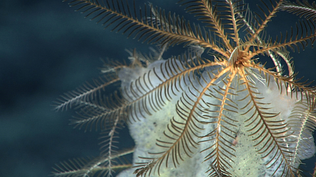 A cream colored feather star crinoid at the top of a live glass sponge