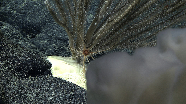 A white crinoid with a brown mouth area