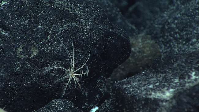 A white feather star crinoid on a black rock surface