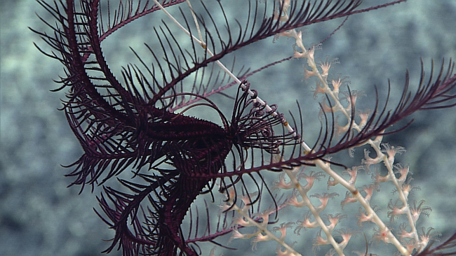 A purple feather star crinoid attached to a bamboo coral