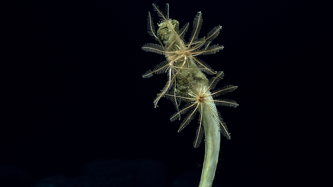 At least three cream colored crinoids at the top of a dead sponge stalk