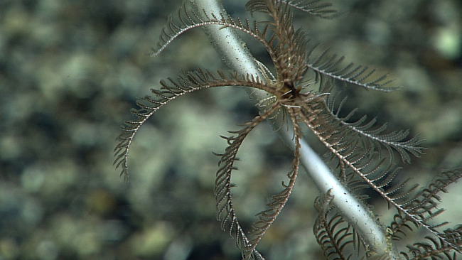 A brown and white feather star crinoid on the stalk of a sponge