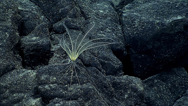 A yellowish white feather star crinoid on a rock surface