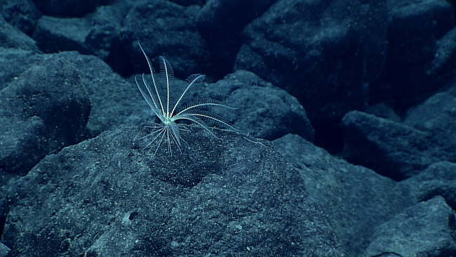 A white feather star crinoid on a rock surface