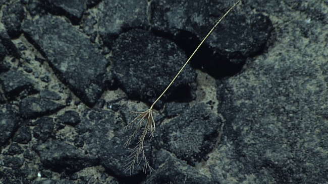 The stalked whitish grey sea lily crinoid seen in expn5130