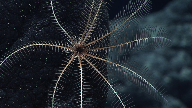 Looking straight on at the mouth area of a cream colored feather star crinoid