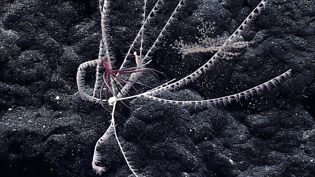 A purple white feather star crinoid hanging vertically on a bamboo coral bush