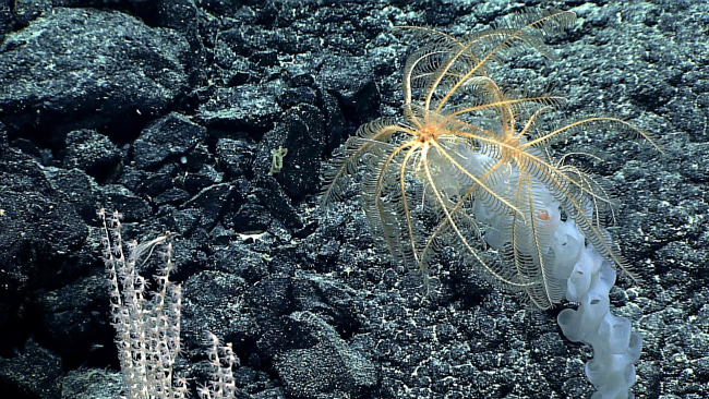 Yellowish white feather star crinoids perched atop a glass sponge