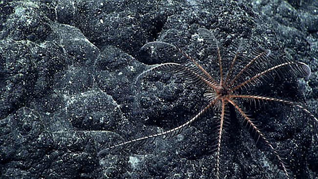 A cream colored crinoid on a rock surface