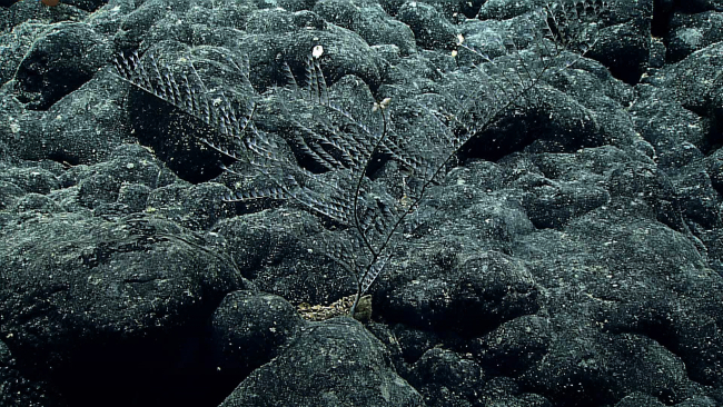 Pleurogorgia coral almost perfectly camouflaged relative to the surroundingrock substrate