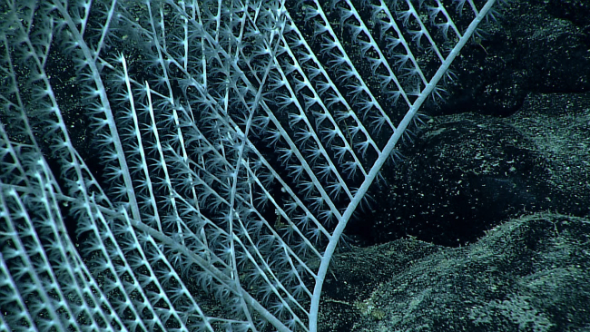 Closeup of polyps of Pleurogorgia coral