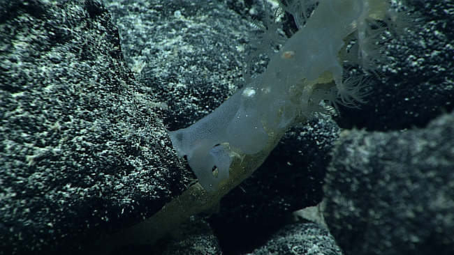 A glass sponge with small whitish translucent octocorals on a dead sponge stalkbehind the live sponge