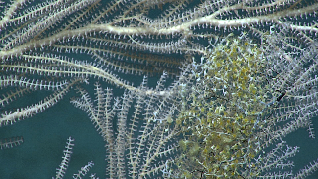 Small zoanthids with greenish yellow polyps on a primoid coral bush