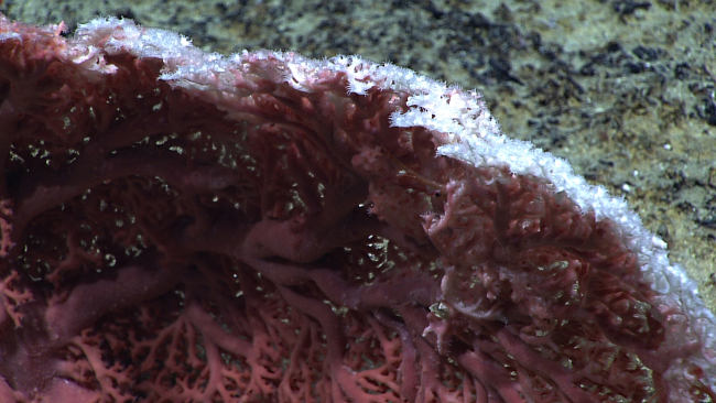 Closeup of the white polyps of a red precious coral bush