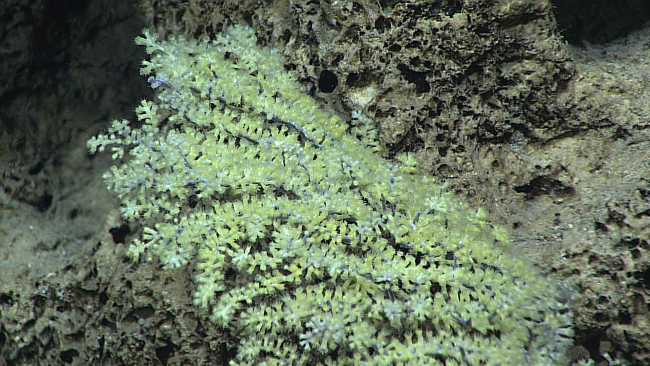 Octocoral with greenish white polyps