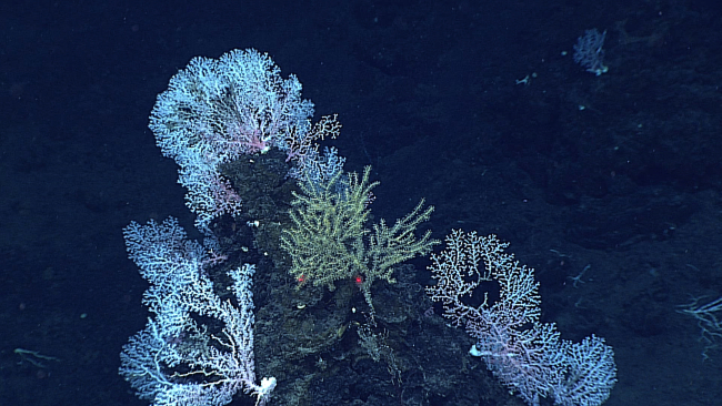 Although a greenish yellow octocoral bush is in the center of this image, whitecorallium precious corals are the dominant species on this pinnacle