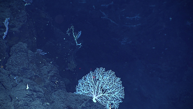 A white precious coral Corallium bush in an area of extremely rugged topography
