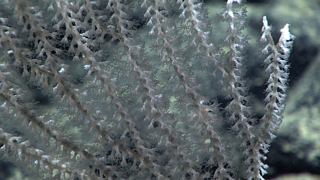 A white primnoid coral