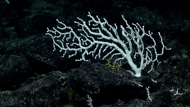 The corallium octocoral bush seen in image expn5213