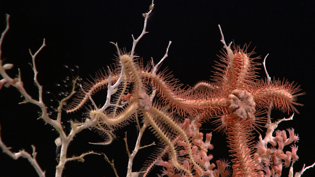 White and pink brittle stars at the top of a white corallium coral bush withpink polyps