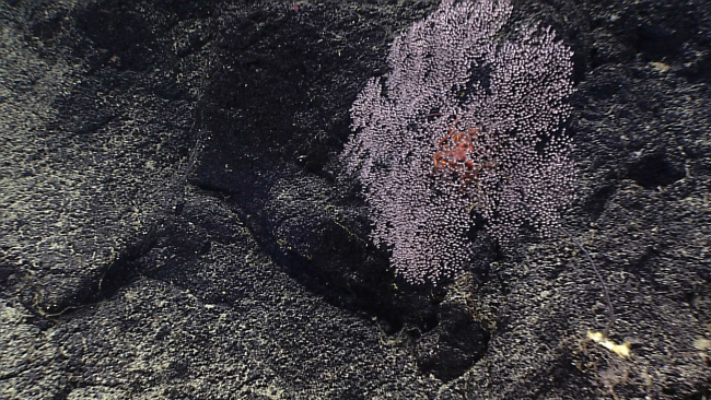 A brittle star in the parasol portion of a Metallogorgia melanotrichos coralbush