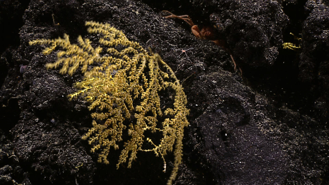A yellow gorgonian coral bush