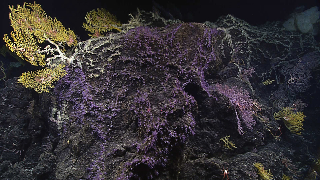 Purple stoloniferous corals and small patches of greenish white stoloniferouscorals cover the sides of a basalt topographic high